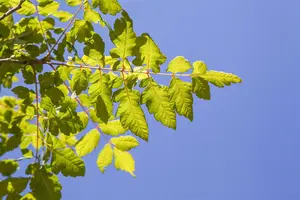 Koelreuteria paniculata