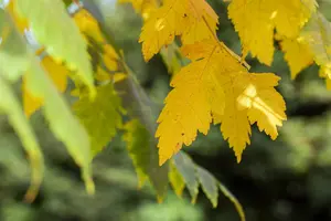 Koelreuteria paniculata - 150-175 CM C35 - image 5