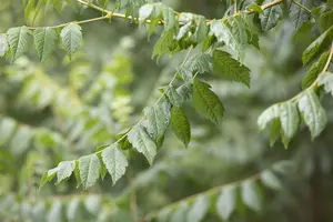 Koelreuteria paniculata - P7 - image 2