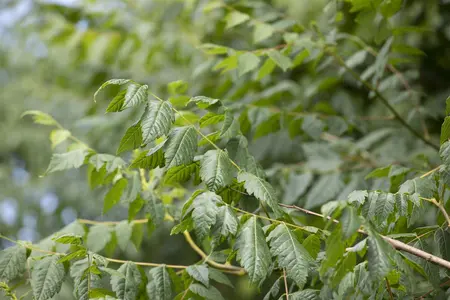 Koelreuteria paniculata - P7 - image 4