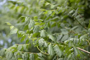 Koelreuteria paniculata - P7 - image 4