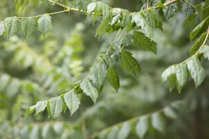 Koelreuteria paniculata - MULTISTEM 150-175 CM C40 - image 2