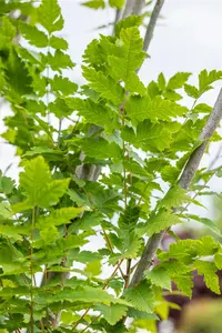 Koelreuteria paniculata 'Fastigiata' - 100-125 CM C5 - image 4