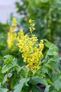 Koelreuteria paniculata 'Fastigiata' - 100-125 CM C5 - image 5