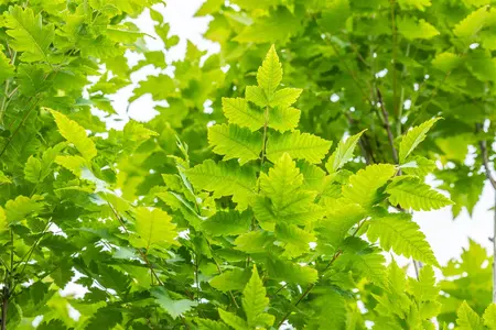 Koelreuteria paniculata 'Fastigiata' - 100-125 CM C5 - image 2