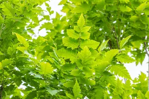 Koelreuteria paniculata 'Fastigiata' - 100-125 CM C5 - image 2