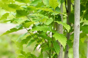 Koelreuteria paniculata 'Fastigiata' - 3 Ltr pot - image 3