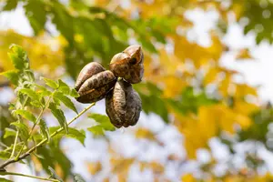 Koelreuteria paniculata 'Fastigiata' - STD 10-12 FEATHERED RB - image 1