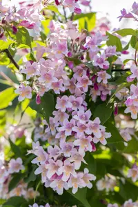 Kolkwitzia amabilis - 1.5 Ltr pot - image 4