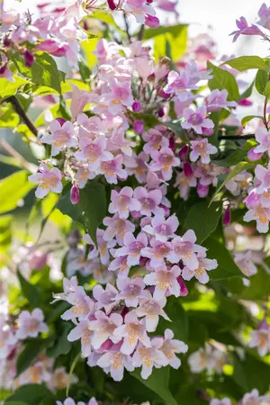 Kolkwitzia amabilis - 100-125 CM RB - image 4