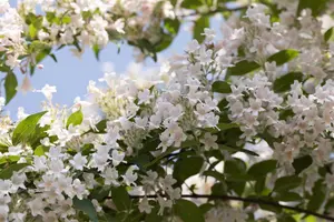 Kolkwitzia amabilis - P9 - image 3