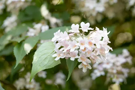 Kolkwitzia amabilis - 175-200  CM C20 - image 2
