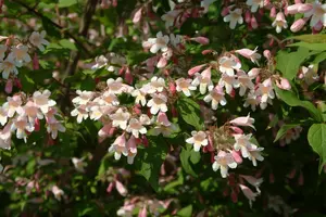 Kolkwitzia amabilis - C6.5 - image 5