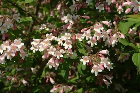 Kolkwitzia amabilis - 40-50 CM C6.5 - image 5
