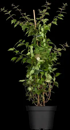Kolkwitzia amabilis - 175-200  CM C20 - image 1