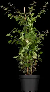 Kolkwitzia amabilis - 175-200 CM C20 - image 5