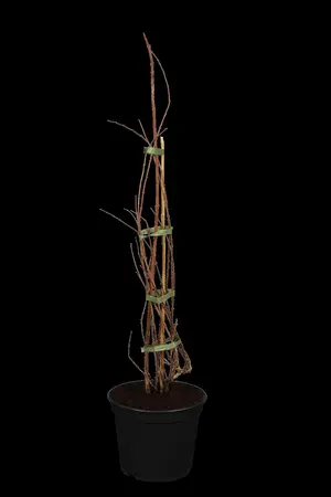 Kolkwitzia amabilis 'Pink Cloud' - 100-125 CM C12 - image 1