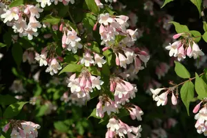 Kolkwitzia amabilis 'Pink Cloud' - 10 Ltr pot - image 2