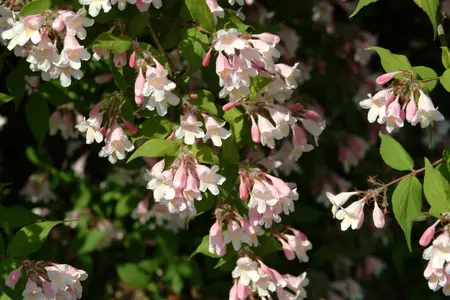 Kolkwitzia amabilis 'Pink Cloud' - 40-50 CM C6.5
