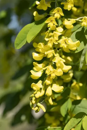 Laburnum anagyroides - 10-15 CM P9 - image 2