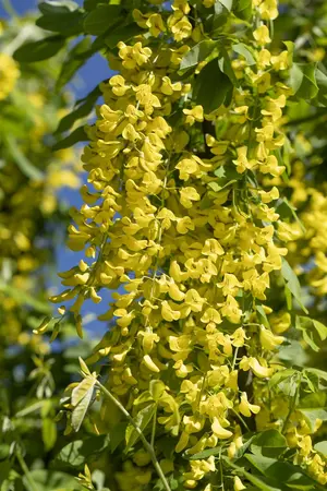 Laburnum anagyroides - 200-250 CM C12 WHIP - image 1