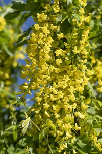 Laburnum anagyroides - 200-250 CM C12 WHIP - image 1