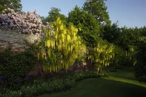Laburnum anagyroides - 125-150 CM C10 - image 5