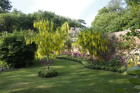 Laburnum anagyroides - 3 Ltr pot - image 4