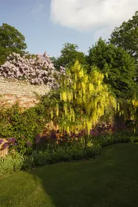 Laburnum anagyroides - 125-150 CM C10 - image 3