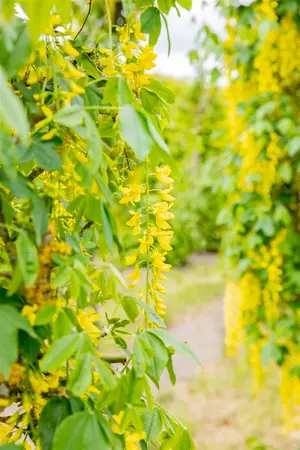 Laburnum anagyroides 'Fastigiata' - 60-80 CM C5 - image 3