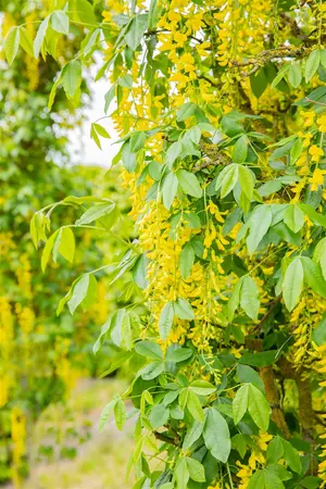 Laburnum anagyroides 'Fastigiata' - 60-80 CM C5 - image 4