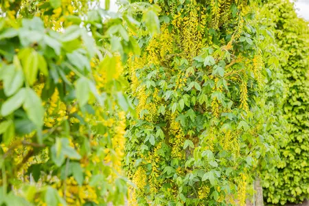 Laburnum anagyroides 'Fastigiata' - 60-80 CM C5 - image 2