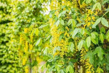 Laburnum anagyroides 'Fastigiata' - 60-80 CM C5 - image 5