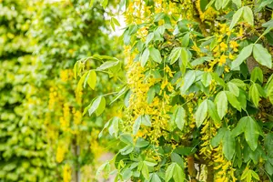Laburnum anagyroides 'Fastigiata' - 60-80 CM C5 - image 5