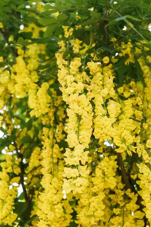 Laburnum wat. 'Vossii' - 60-80 CM C10 - image 2