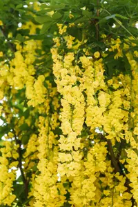 Laburnum wat. 'Vossii' - 60-80 CM C10 - image 2