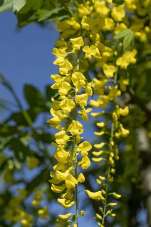 Laburnum wat. 'Vossii' - 60-80 CM C10 - image 5