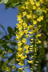 Laburnum wat. 'Vossii' - 60-80 CM C10 - image 5
