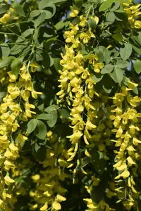 Laburnum wat. 'Vossii' - STEM 180 CM, GIRTH 8-10 CM C25 - image 5