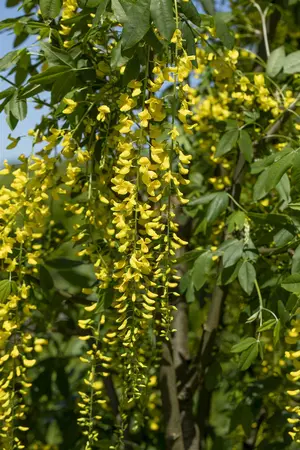 Laburnum wat. 'Vossii' - 40-60 CM C2 WHIP - image 3