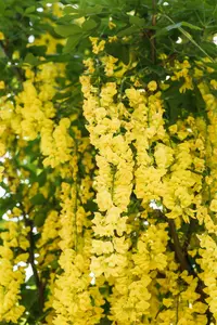 Laburnum wat. 'Vossii' - MULTISTEM 175-200 CM RB - image 1