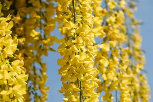 Laburnum wat. 'Vossii' - 60-80 CM C10 - image 3