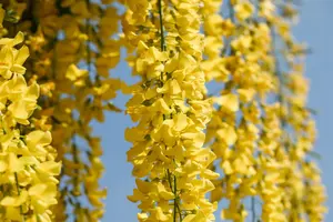 Laburnum wat. 'Vossii' - 40-60 CM C2 WHIP - image 2
