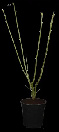 Laburnum wat. 'Vossii' - 60-80 CM C10 - image 1