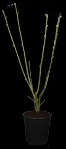 Laburnum wat. 'Vossii' - STEM 180 CM, GIRTH 6-8 CM C25 - image 5