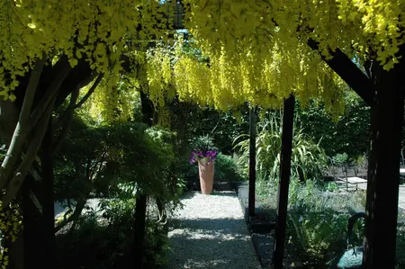 Laburnum watereri - STD 8-10 CM CONT     - image 3