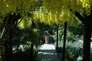 Laburnum watereri - MULTISTEM 200-250 CM C45 - image 3
