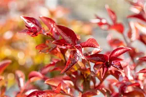 Lagerstroemia ind. 'Berry Dazzle' - 3 Ltr pot - image 2
