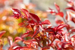 Lagerstroemia ind. 'Berry Dazzle' - 80 CM STEM 7.5 L - image 2