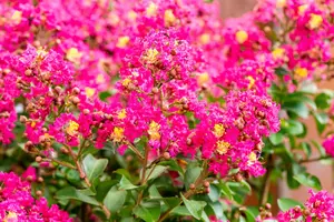 Lagerstroemia ind. 'Berry Dazzle' - 2 Ltr pot - image 4